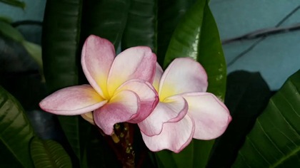 Odc-780-Plumeria dwu kolorowa ? Zakwit plumerii po dwóch latach.  Tak to możliwe.