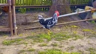Trafiliśmy na farmę nieznajomych &mdash; i było dokładnie tego, czego potrzebowaliśmy