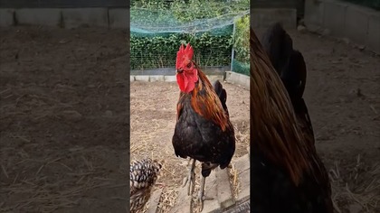 UNBOXING PACZKI OD NEWELLA *lampa zora 90, strumienica, dymiarka* #współpraca