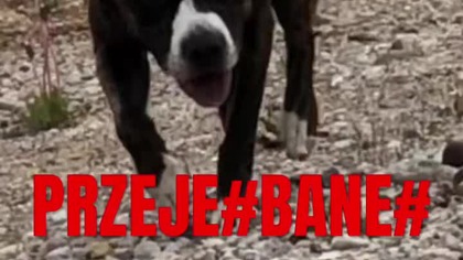 #PRZEJE#BANE#