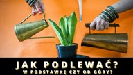 Jak PRAWIDŁOWO PODLEWAĆ rośliny doniczkowe? Podlewanie roślin od góry czy dołu, w podstawkę?