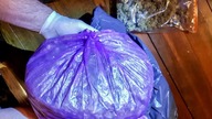 Akcja lubuskich antyterrorystów. Likwidacja plantacji marihuany. 30 kg i 312 krzaków.
