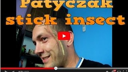 Patyczak czerwonoskrzydły Phaenopharos khaoyaiensis zobacz bo warto :D