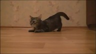 Do biegu Gotowy Start