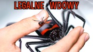 Prawdziwa, legalna wdowa w Twoim domu  Latrodectus spp.