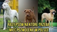 Rasy psów na które trzeba mieć pozwolenie w Polsce