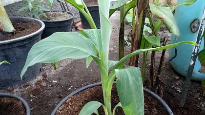 #232.  Cz. 1 Banan musa balbisiana z nasion, uprawa, ziemia.