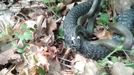 Samica i 2 samce zaskrońca- sezon godowy + posiłek
