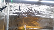 #71 Jak szybko rośnie bananowiec w growboxie Mars Hydro SP 250?