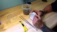 Unpacking Psalmopoeus irminia od arachnida.pl