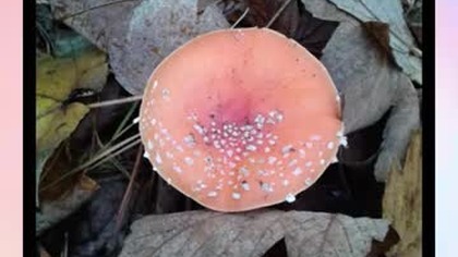 BiSTRO Electrique.  JuTubki.  (Muzyczny).  MiKE.  ^