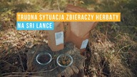 KRYZYS na plantacjach na Sri Lance | Czajnikowy.pl