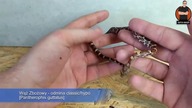 WĄŻ ZBOŻOWY KARMIENIE - Pantherophis guttatus #3mininfo