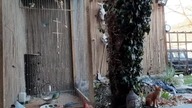 Papugi świergotki - przygotowanie do lęgów - Garden kuRaż