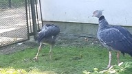 Skrzydłoszpon obrożny (Chauna torquata) Southern Screamer