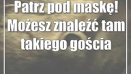 Patrz pod maskę! Możesz znaleźć tam takiego gościa