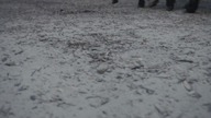 Thieves. of. the. Wood. 2018.pl. S01E03