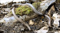10 most beautiful Millipedes!
