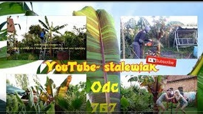 Odc. 767. Dobra sprawdzona ziemia,co z bananem jak przekwitnie?wyciąć?zostawiać? itd