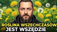 2444.  Zioło Wszechczas&oacute;w Jest Wszędzie A Tak Mało Ludzi Korzysta Z Jego Mocy