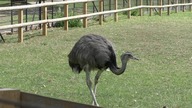ostrich / struś