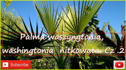 176.  Palma waszyngtonia, washingtonia nitkowata.  Cz . 2 Uprawa, zimowanie itp.