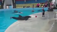Grałeś kiedyś z delfinem w piłkę?