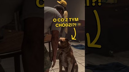 o co chodzi z głaskaniem psa w GTA 6?