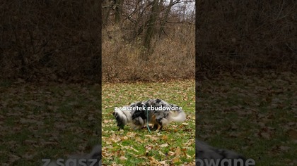 KARMA DLA PSA SUCHA CZY MOKRA? PROSTY PRZEWODNIK OD BEHAWIORYSTY!