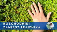 Zielony dywan z ROZCHODNIKÓW zamiast TRAWNIKA .  Co zrobić zamiast trawnika ?