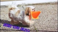 My Cute Little Pet - fun with cones
