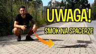 Carlito NA DZIELNI ! Teju zwiedza świat 