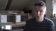 Charytatywnie dla Kacperka - aukcja gołębia.