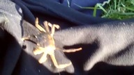 Krab z Morza Pn.  HA! :)