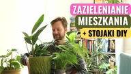 Jak i gdzie ustawiać rośliny doniczkowe? Jak zrobić stojak dla roślin ?