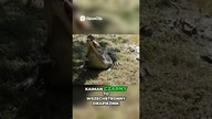 Ciemny Kaiman Doskonały Mistrz Kamuflażu i Polowania