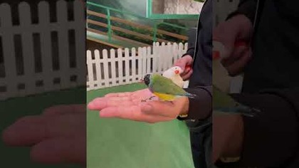 zoo borysew