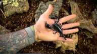 Heterometrus cyaneus - skorpion na początek?