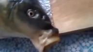 Beatbox Fish
