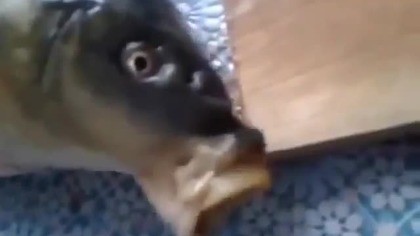 Beatbox Fish