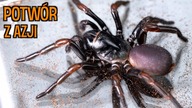 Podziemny przyjemniaczek z Tajlandii  Barychelidae