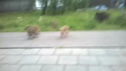 Dziki na przeprawie w Świnoujściu