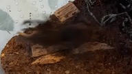 #SpiderFeeding