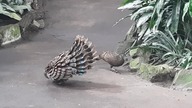 Malaysian Peacock Pheasant male courtship display and uninterested female LOL