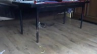 śmieszne koty Kot - ka Kitka 1