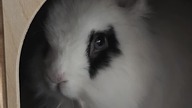 Perfect eyes  #bunny #konijntje #dwarfrabbit #cute #adorable #imaginedragons #pets #sweet