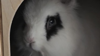 Perfect eyes  #bunny #konijntje #dwarfrabbit #cute #adorable #imaginedragons #pets #sweet