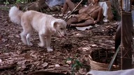 E06 Rubinowy Las Owocowy Remastered ENG