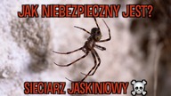 JASKINIA PAJĄKÓW! Dlaczego tam wszedłem? Meta menardi