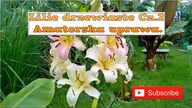 156.   Cz 2 Lilie drzewiaste uprawa , kwiaty , podlewanie , nawożenie